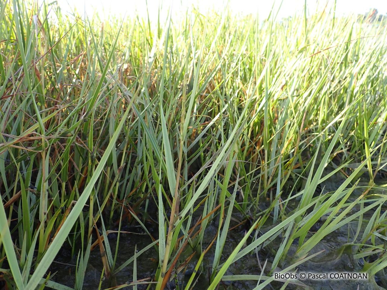 Spartine à feuilles alternes - Sporobolus alterniflorus - Pascal COATNOAN - BioObs