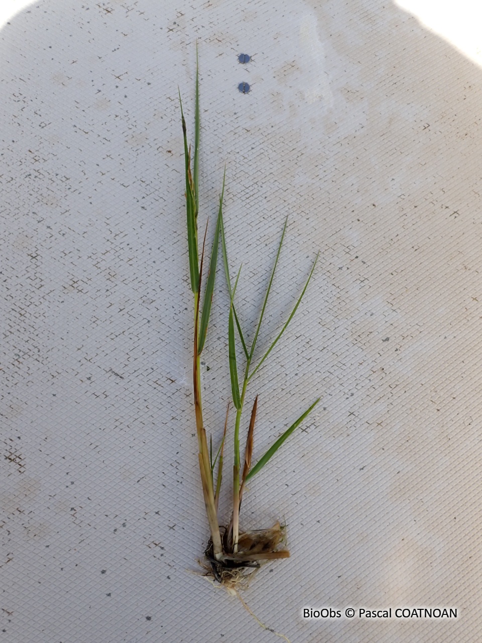 Spartine à feuilles alternes - Sporobolus alterniflorus - Pascal COATNOAN - BioObs