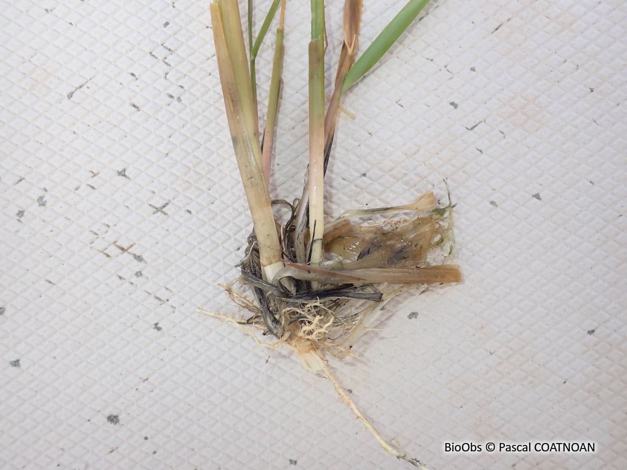Spartine à feuilles alternes - Sporobolus alterniflorus - Pascal COATNOAN - BioObs