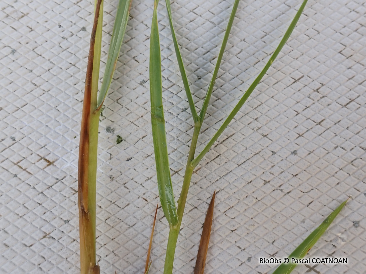 Spartine à feuilles alternes - Sporobolus alterniflorus - Pascal COATNOAN - BioObs