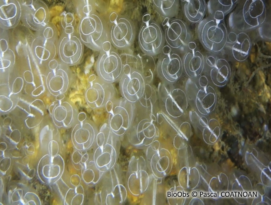 Grande claveline - Clavelina lepadiformis - Pascal COATNOAN - BioObs
