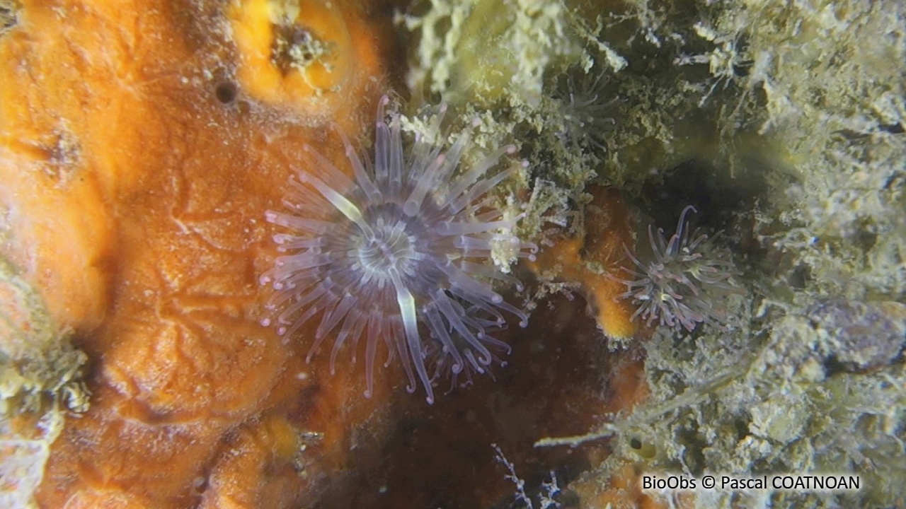 Anémone asiatique lignée - Diadumene lineata - Pascal COATNOAN - BioObs