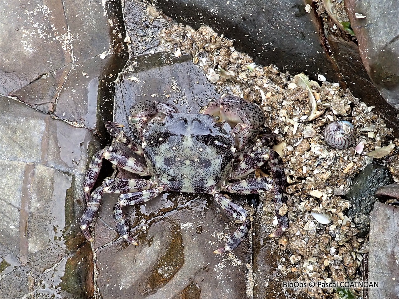 Grapse sanguin - Hemigrapsus sanguineus - Pascal COATNOAN - BioObs