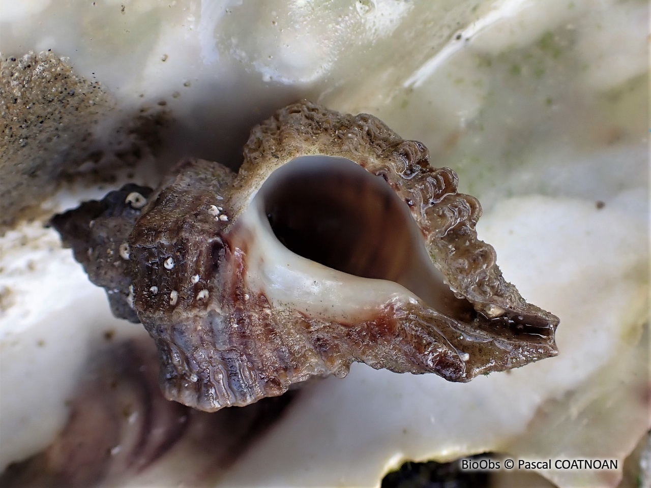 Bigorneau perceur japonais - Ocinebrellus inornatus - Pascal COATNOAN - BioObs