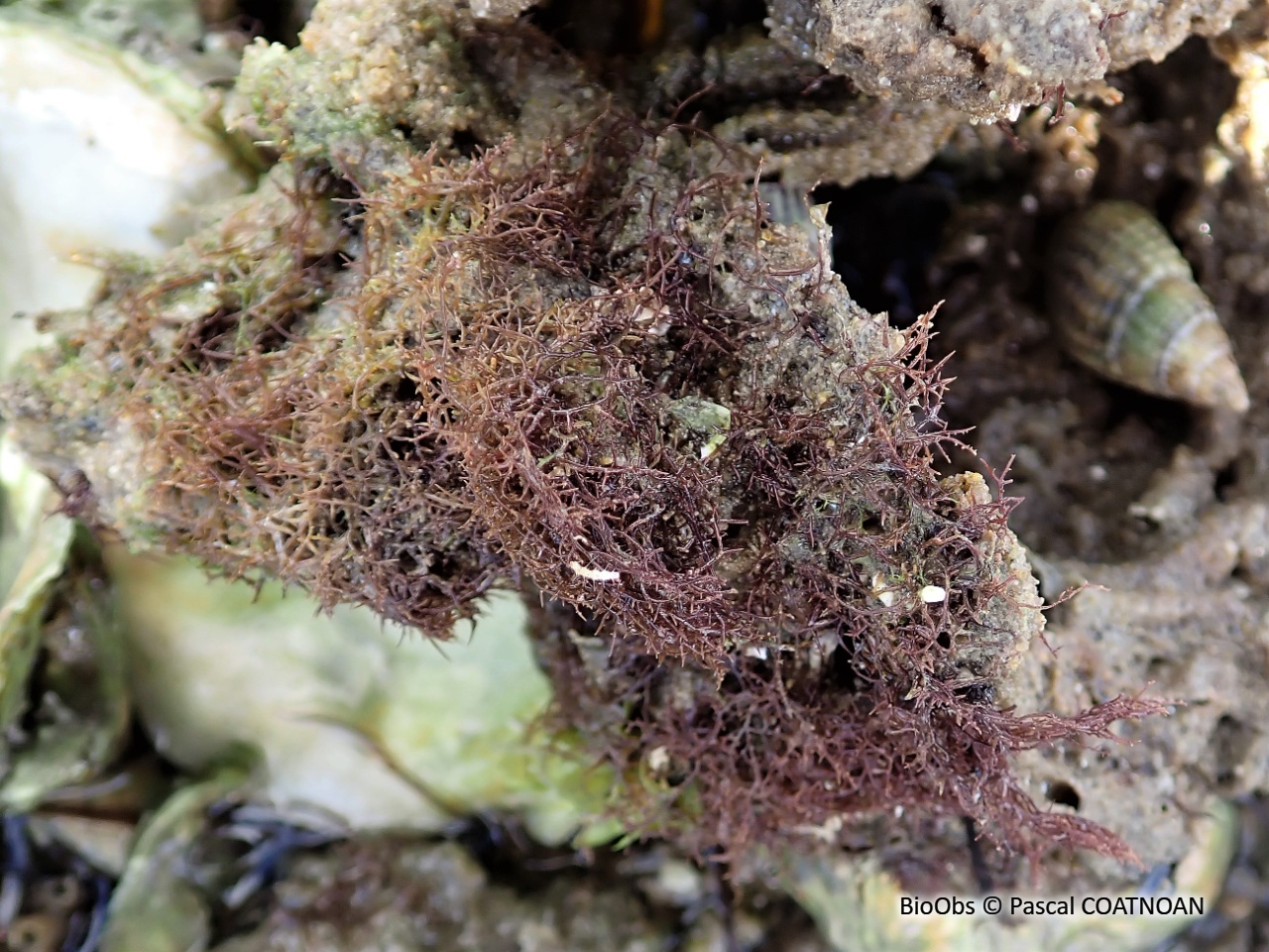 Caulacanthes invasives (genre) - Caulacanthus sp - Pascal COATNOAN - BioObs