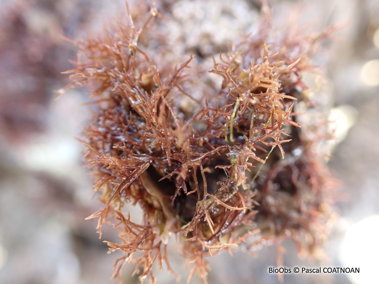Caulacanthes invasives (genre) - Caulacanthus sp - Pascal COATNOAN - BioObs