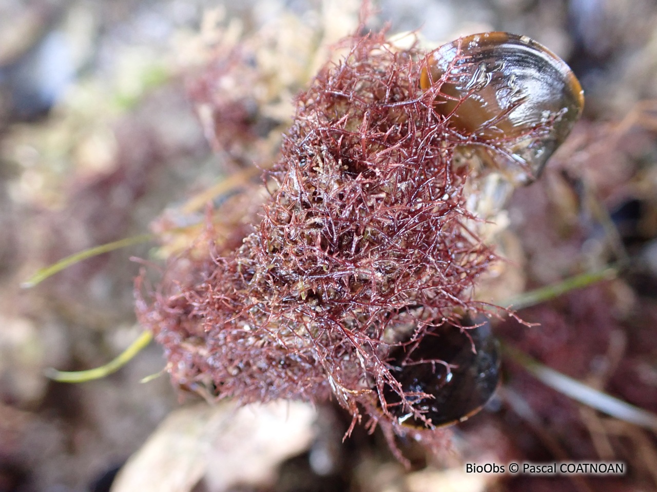 Caulacanthes invasives (genre) - Caulacanthus sp - Pascal COATNOAN - BioObs
