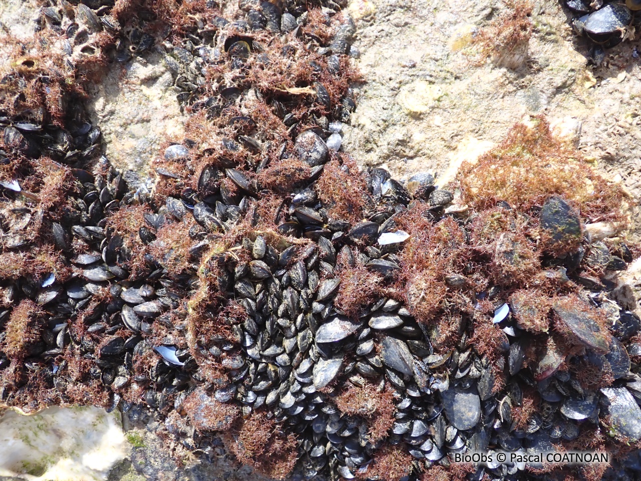 Caulacanthes invasives (genre) - Caulacanthus sp - Pascal COATNOAN - BioObs