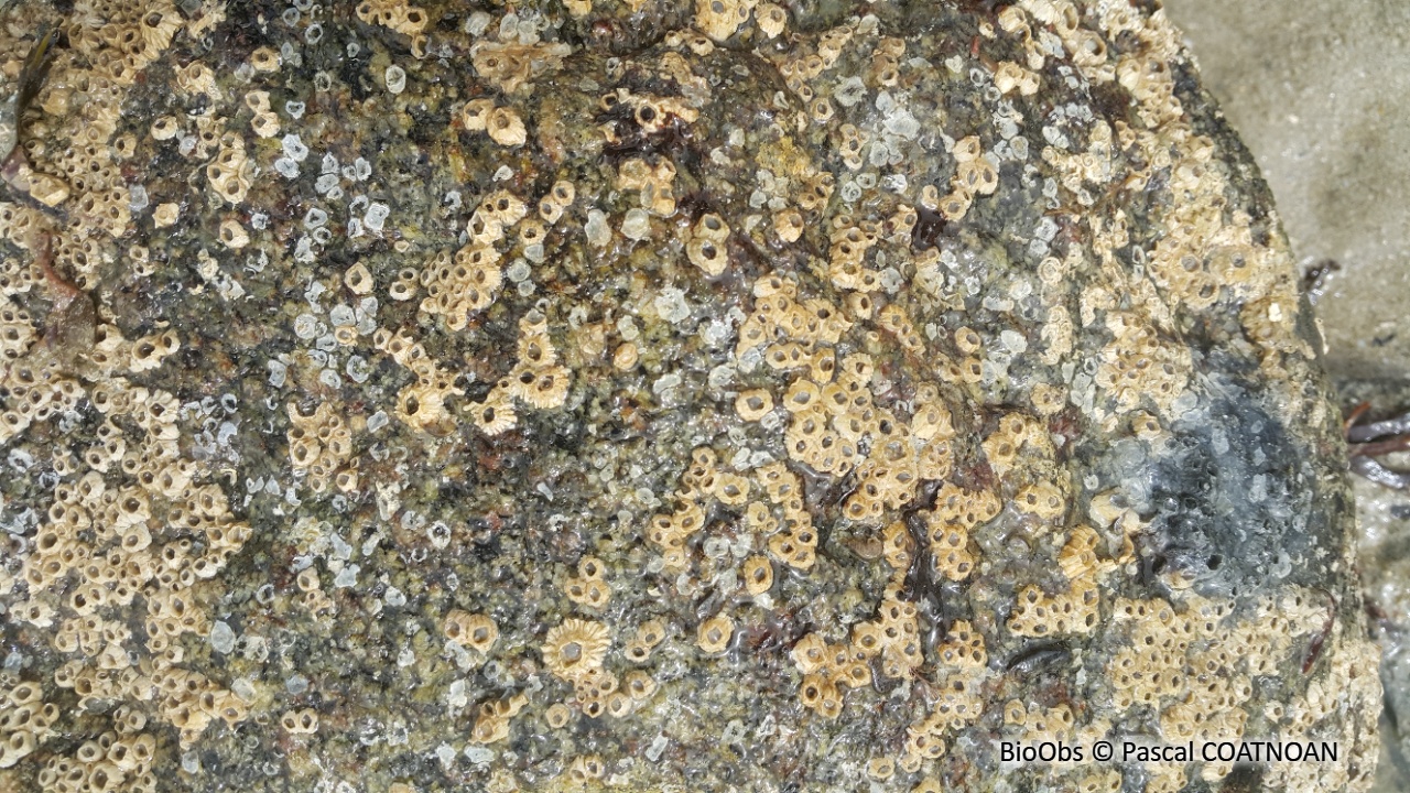 Balane imprévue - Amphibalanus improvisus - Pascal COATNOAN - BioObs