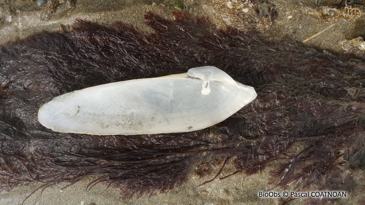 Fausse pholade - Petricolaria pholadiformis - Pascal COATNOAN - BioObs