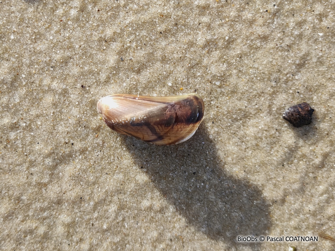Moule asiatique - Arcuatula senhousia - Pascal COATNOAN - BioObs