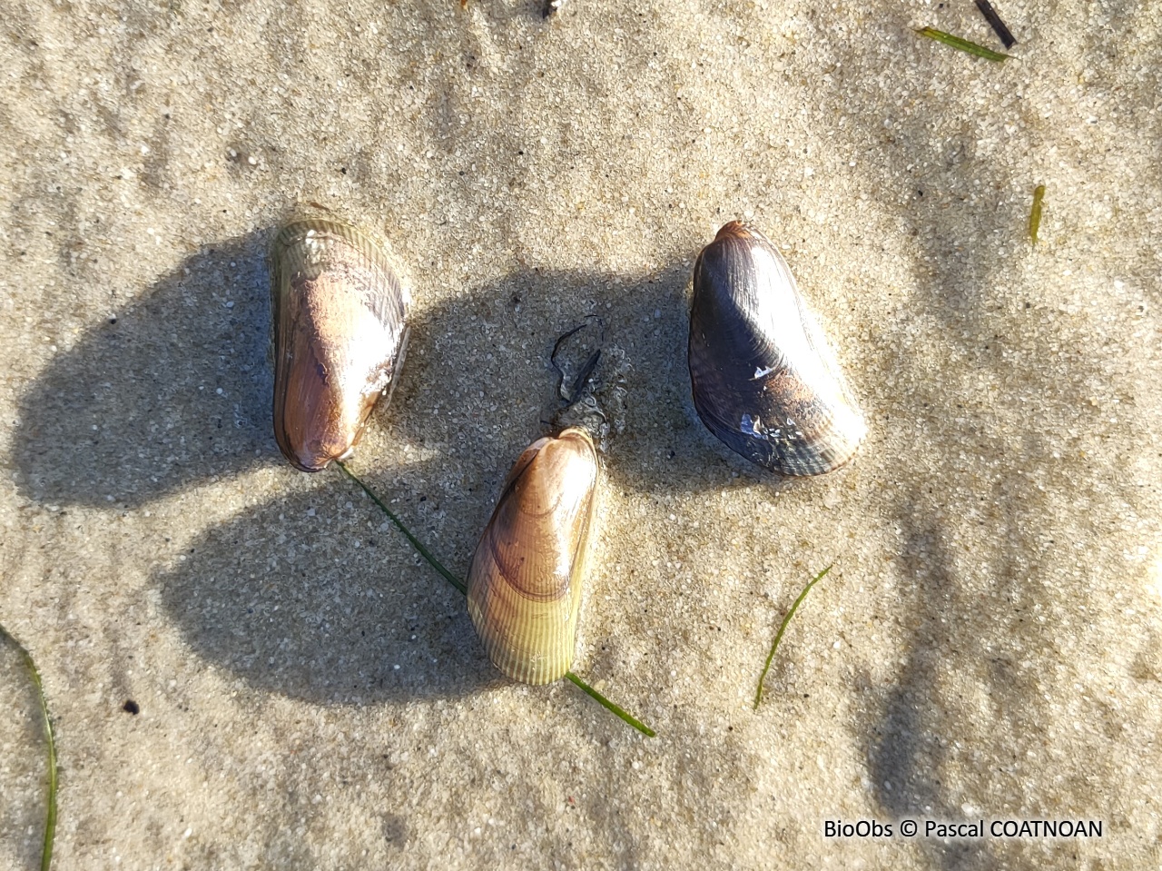 Moule asiatique - Arcuatula senhousia - Pascal COATNOAN - BioObs