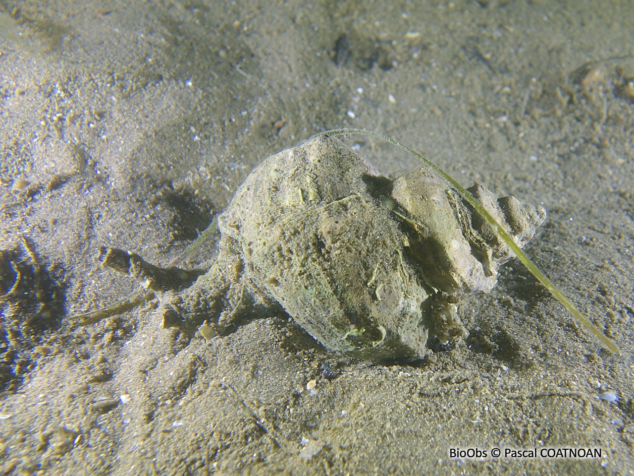 Rocher fascié - Hexaplex trunculus