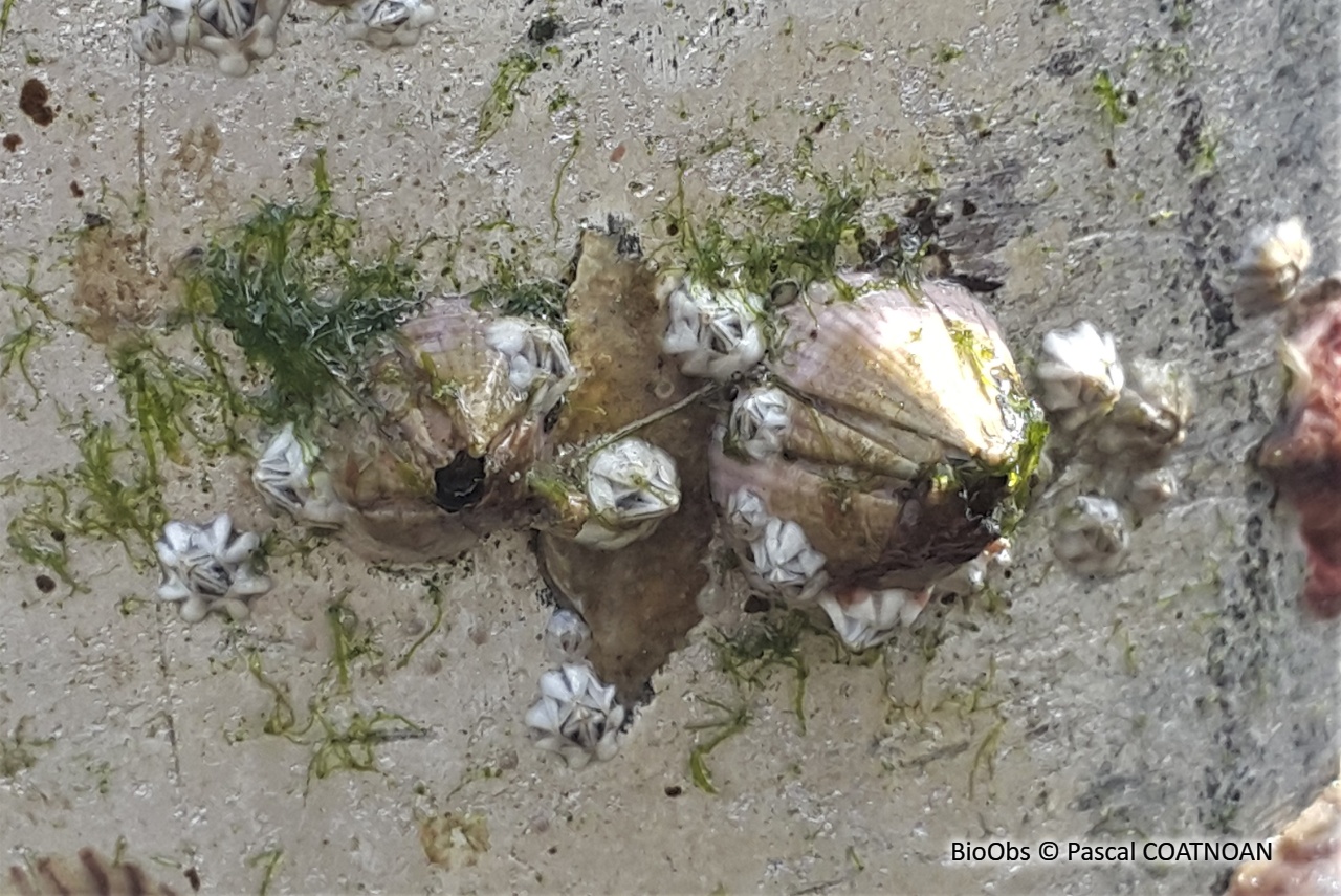 Balane rayée - Amphibalanus amphitrite - Pascal COATNOAN - BioObs