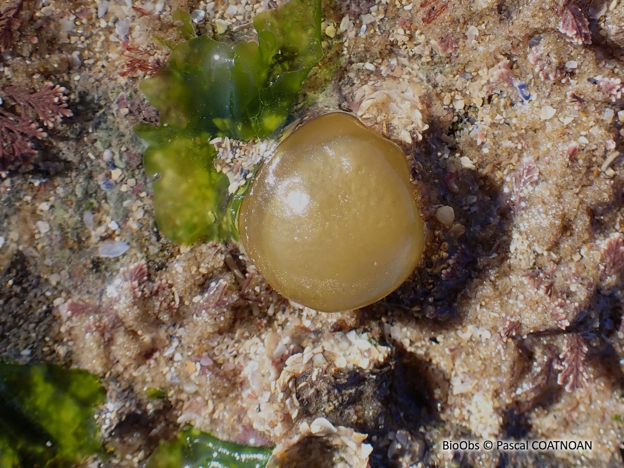 Voleuse d'huître - Colpomenia peregrina - Pascal COATNOAN - BioObs
