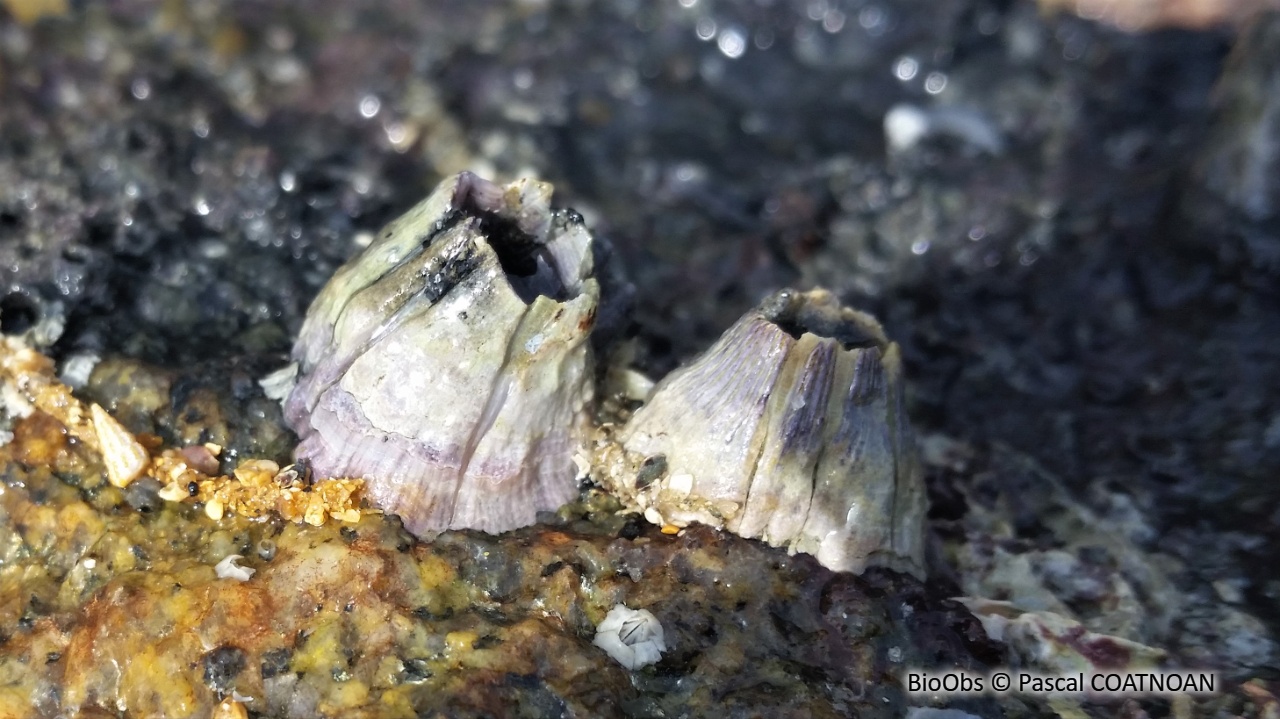 Balane rayée - Amphibalanus amphitrite - Pascal COATNOAN - BioObs