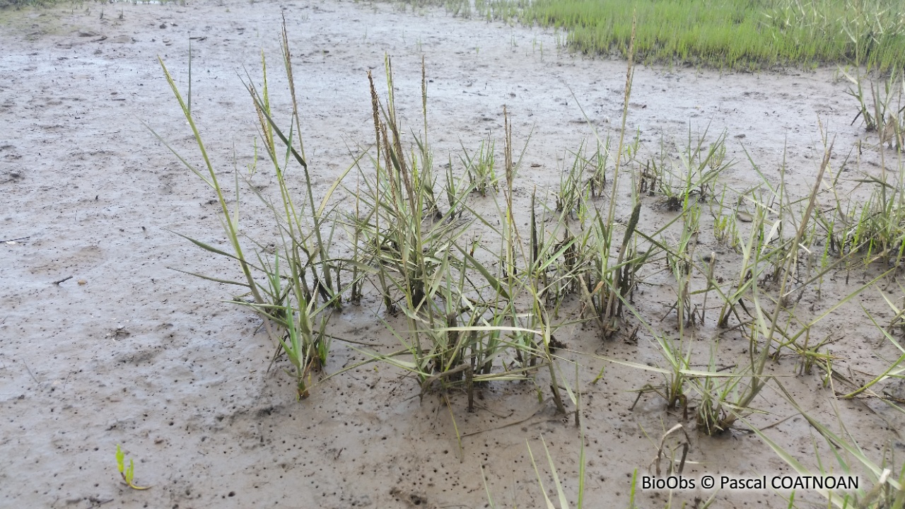 Spartine anglaise - Sporobolus anglicus - Pascal COATNOAN - BioObs