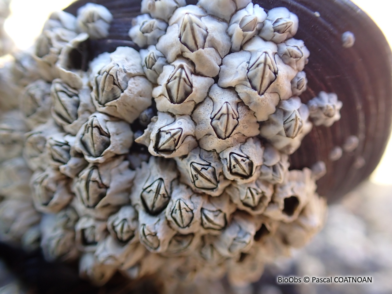 Balane croix de Malte - Austrominius modestus - Pascal COATNOAN - BioObs