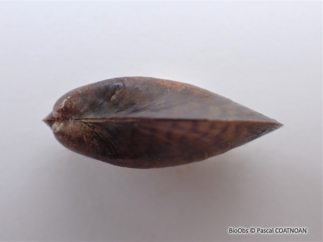 Moule asiatique - Arcuatula senhousia - Pascal COATNOAN - BioObs