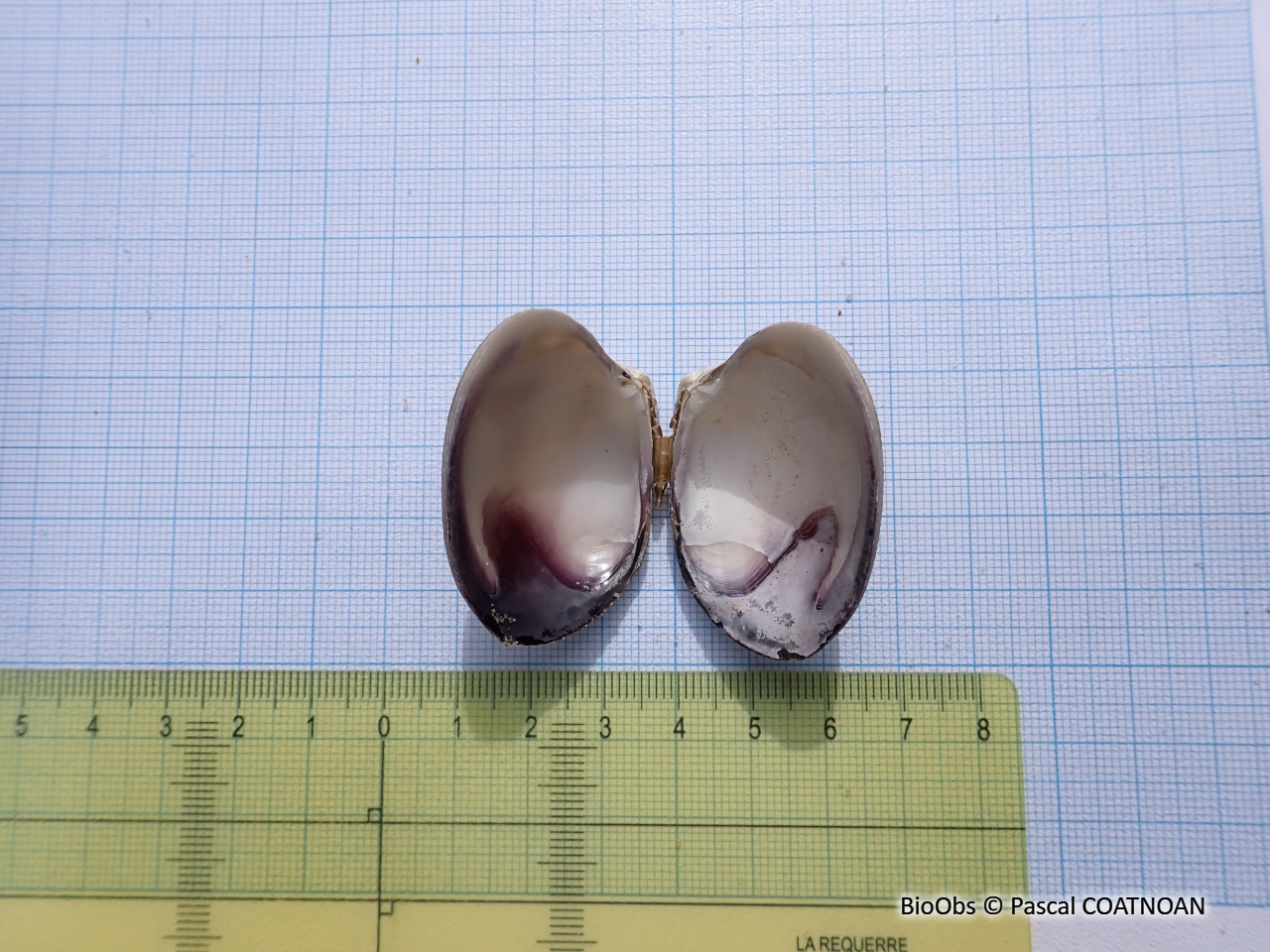 Palourde croisée japonaise - Ruditapes sp. - Pascal COATNOAN - BioObs