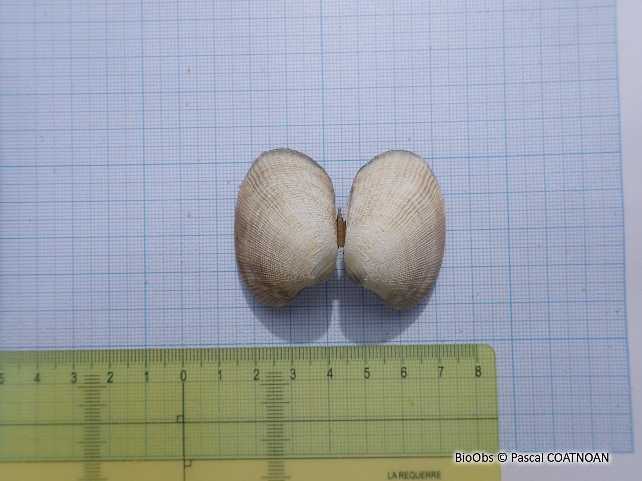 Palourde croisée japonaise - Ruditapes sp. - Pascal COATNOAN - BioObs