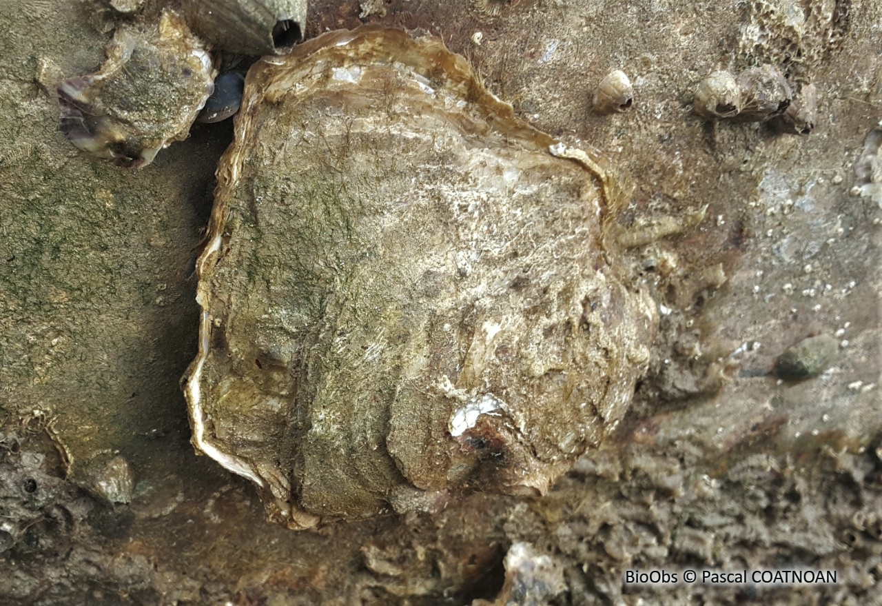 Huitre creuse - Magallana gigas - Pascal COATNOAN - BioObs