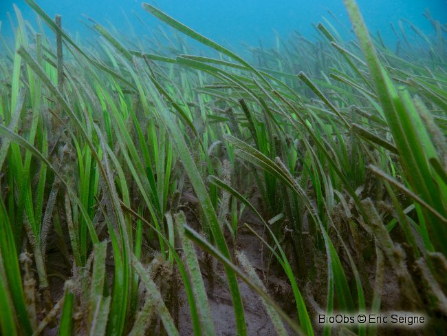 Zostère marine - Zostera (Zostera) marina - Eric Seigne - BioObs