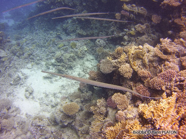 Poisson-flûte à taches bleues - Fistularia commersonii - Yann PLATON - BioObs