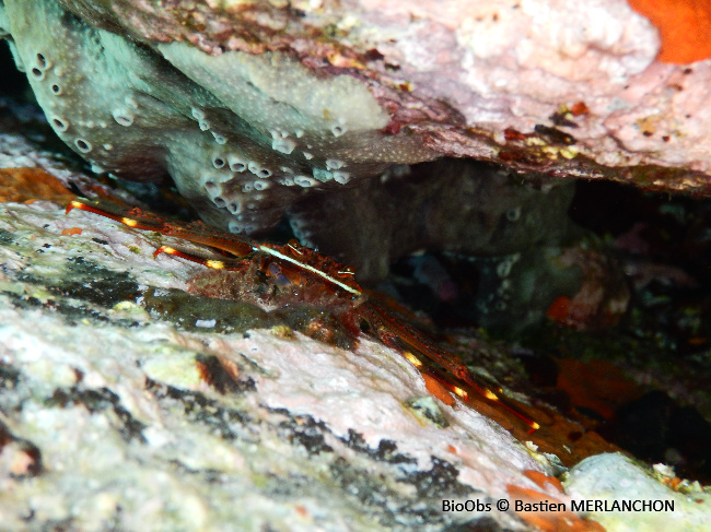 Crabe plat des oursins - Percnon gibbesi - Bastien MERLANCHON - BioObs