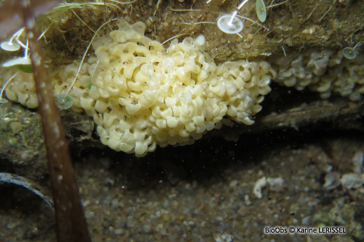 Rocher fascié ponte - Hexaplex sp - Karine LERISSEL - BioObs