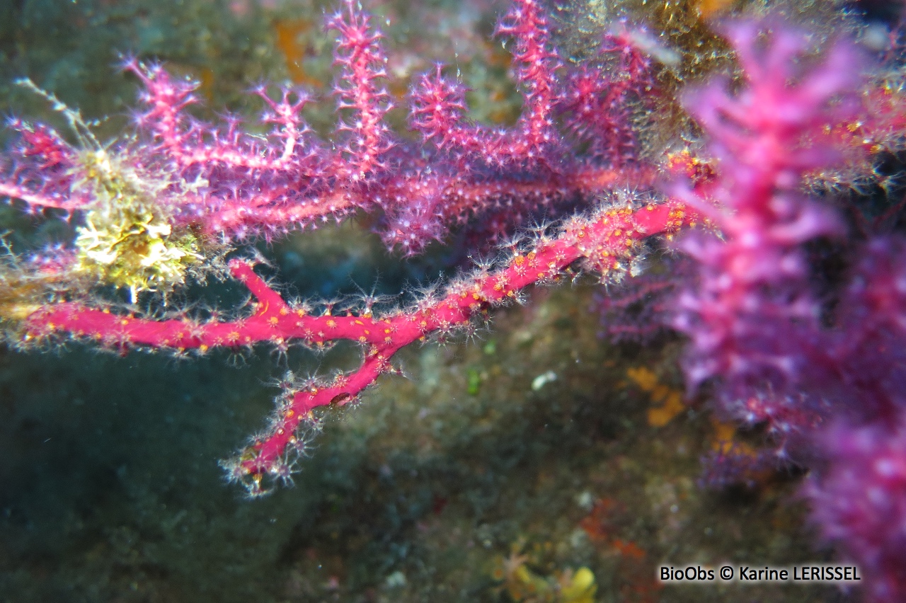 Alcyon encroûtant - Alcyonium coralloides - Karine LERISSEL - BioObs