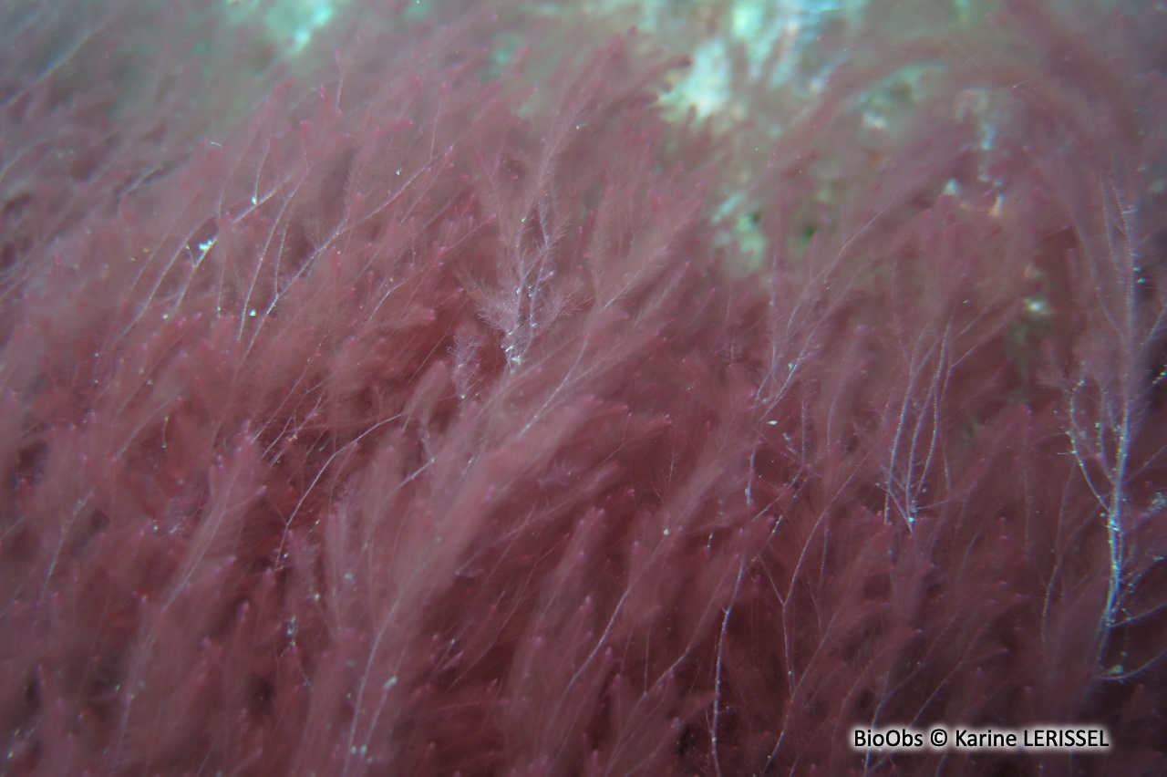 Algue rouge filamenteuse Lophocladia - Lophocladia lallemandii /trichoclados - Karine LERISSEL - BioObs