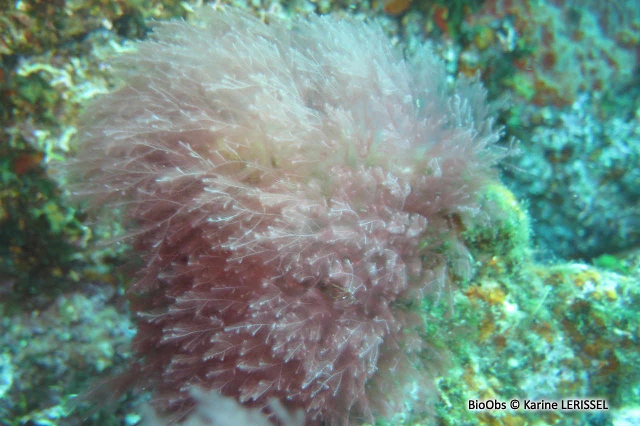Algue rouge filamenteuse Lophocladia - Lophocladia lallemandii /trichoclados - Karine LERISSEL - BioObs