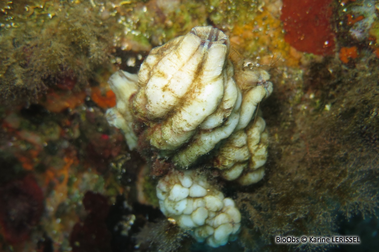 Ascidie plissée - Styela plicata - Karine LERISSEL - BioObs