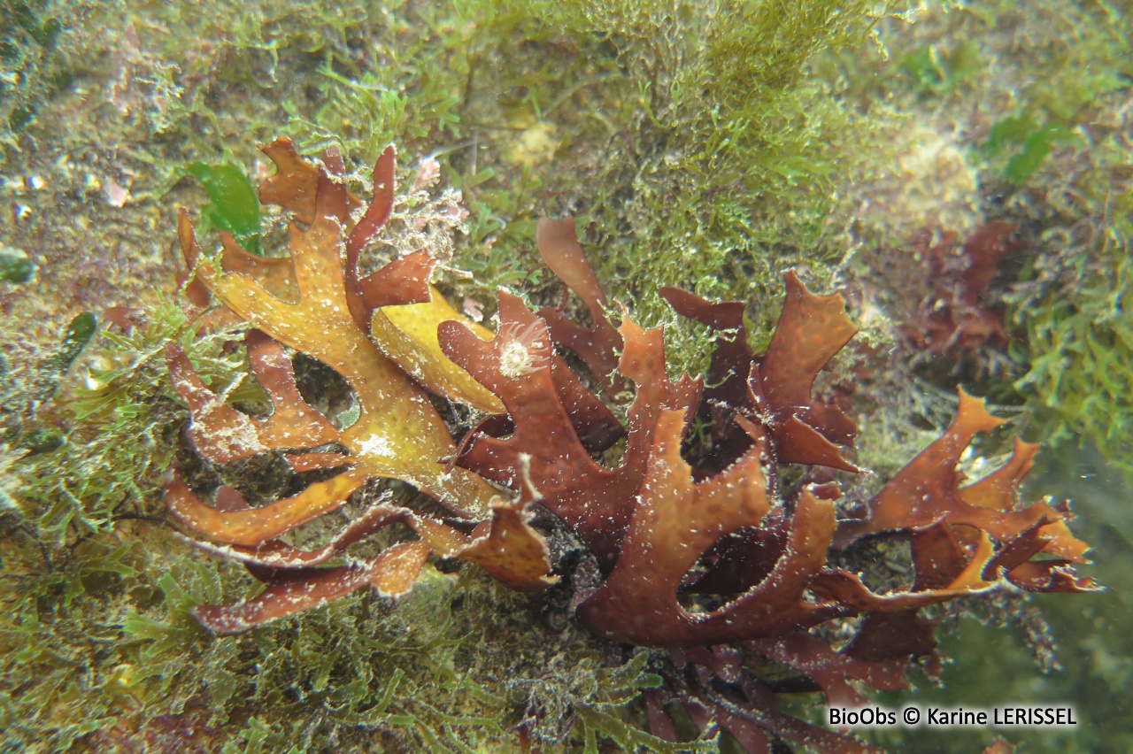 Grateloupe lancéolée - Pachymeniopsis lanceolata - Karine LERISSEL - BioObs