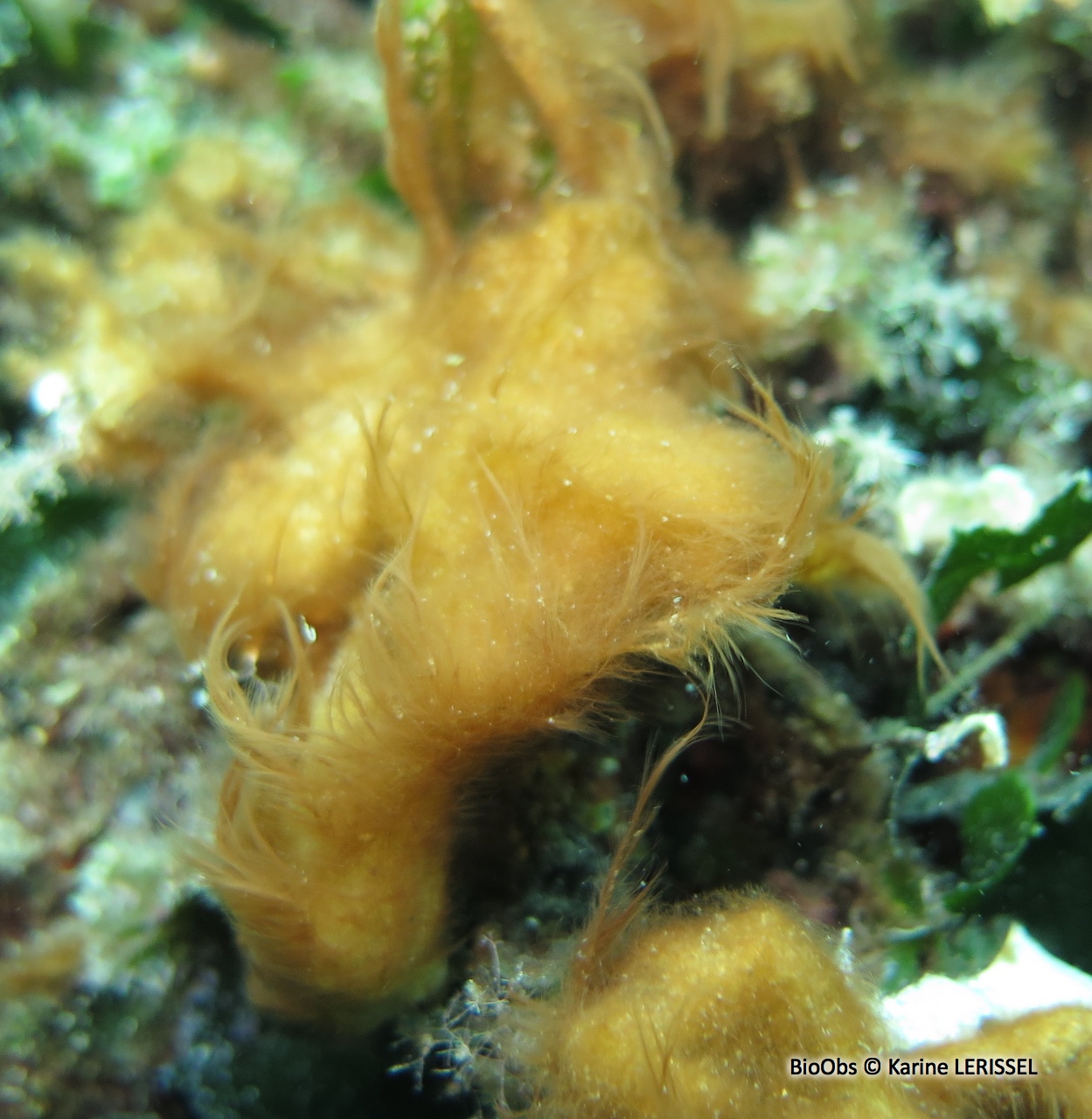 Polysiphonia - Womersleyella setacea - Karine LERISSEL - BioObs