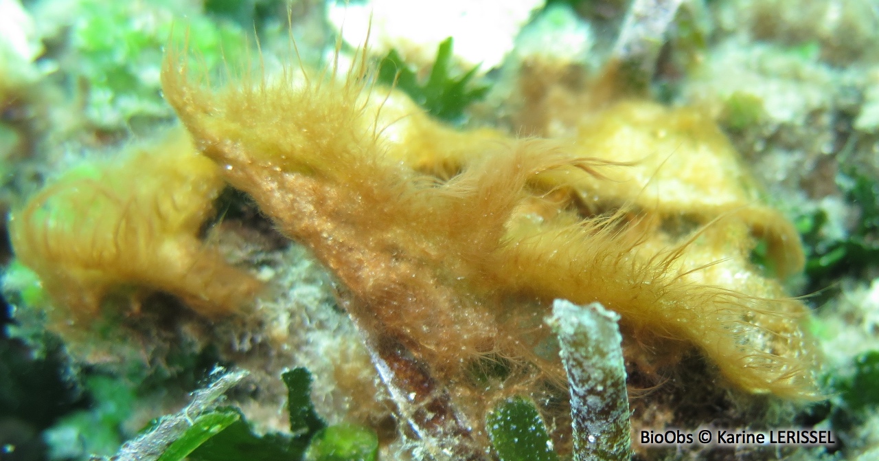Polysiphonia - Womersleyella setacea - Karine LERISSEL - BioObs