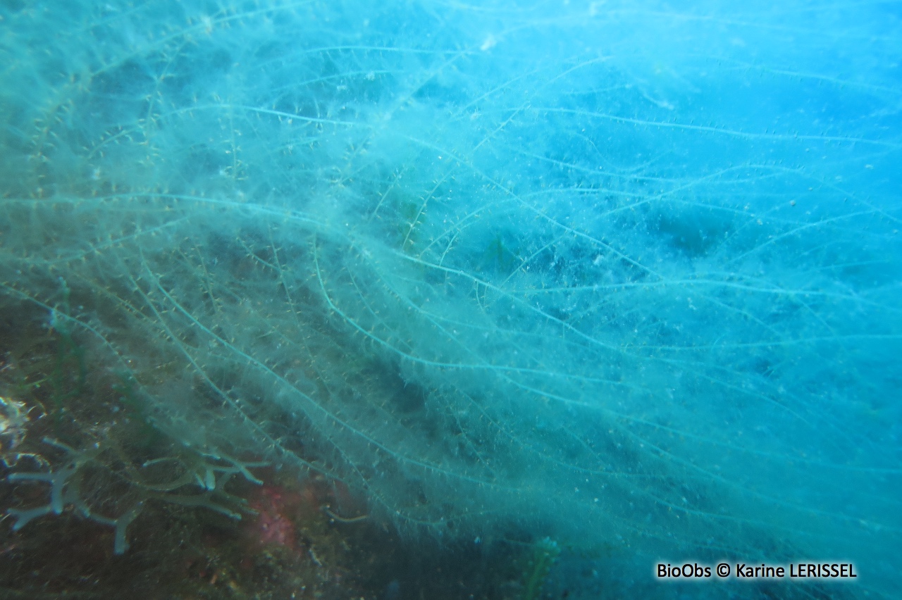 Algues brunes filamenteuses - Acinetospora crinita - Karine LERISSEL - BioObs