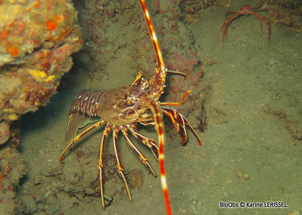 Langouste rouge - Palinurus elephas - Karine LERISSEL - BioObs