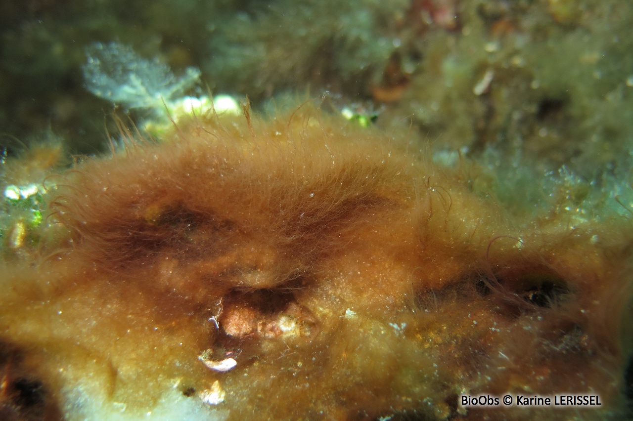 Polysiphonia - Womersleyella setacea - Karine LERISSEL - BioObs
