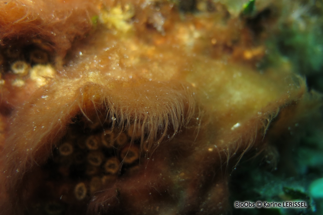 Polysiphonia - Womersleyella setacea - Karine LERISSEL - BioObs