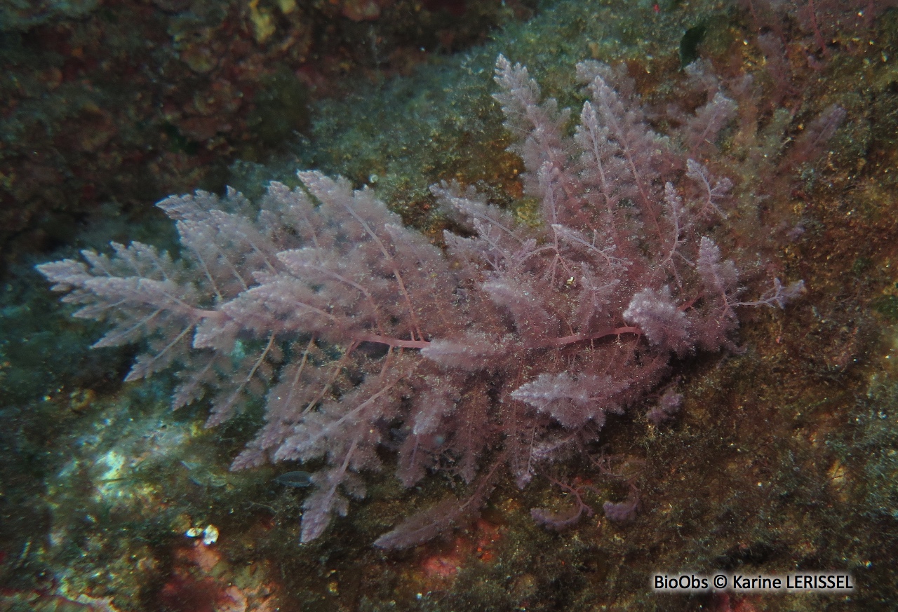 Algue chevelue rouge - Asparagopsis taxiformis - Karine LERISSEL - BioObs