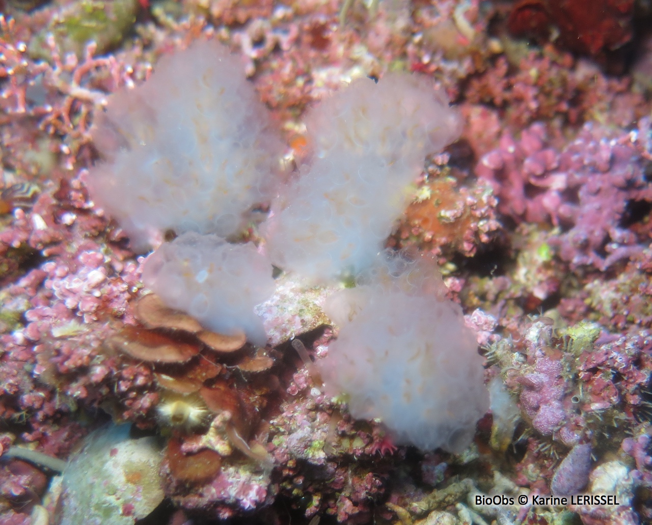 Flocon pédonculé blanc - Aplidium pallidum - Karine LERISSEL - BioObs