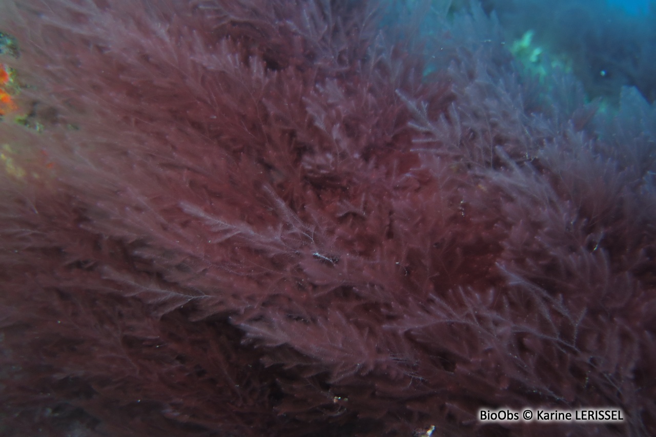 Algue rouge filamenteuse Lophocladia - Lophocladia lallemandii /trichoclados - Karine LERISSEL - BioObs