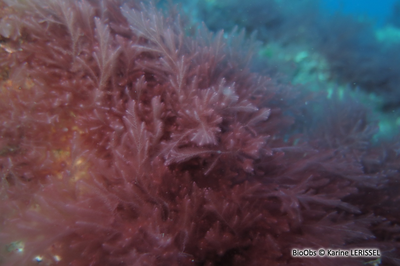 Algue rouge filamenteuse Lophocladia - Lophocladia lallemandii /trichoclados - Karine LERISSEL - BioObs