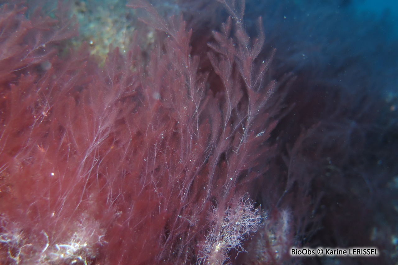 Algue rouge filamenteuse Lophocladia - Lophocladia lallemandii /trichoclados - Karine LERISSEL - BioObs