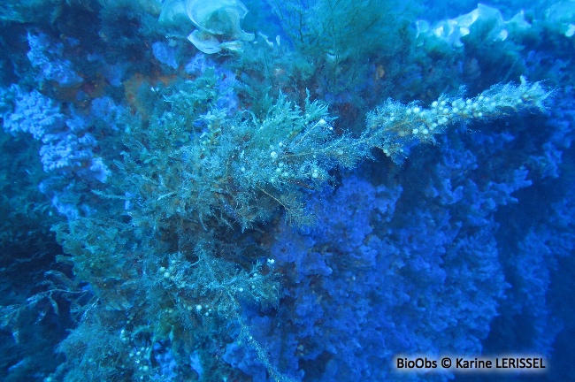 Sargasse commune - Sargassum vulgare - Karine LERISSEL - BioObs