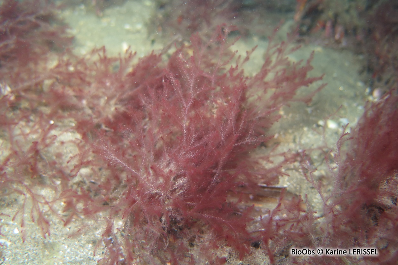 Algue rouge filamenteuse Lophocladia - Lophocladia lallemandii /trichoclados - Karine LERISSEL - BioObs