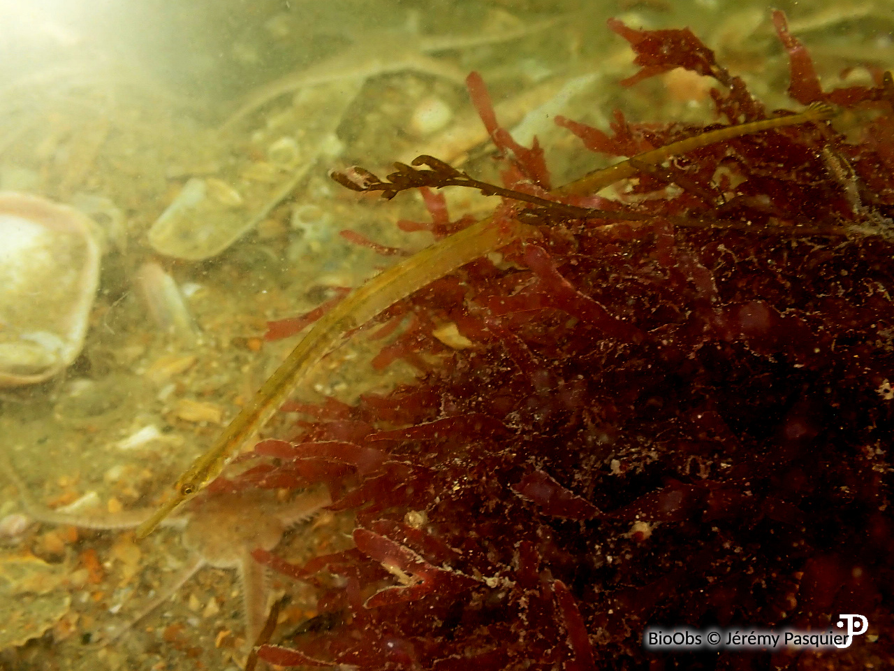 Syngnathe de Duméril - Syngnathus rostellatus - Jérémy Pasquier - BioObs