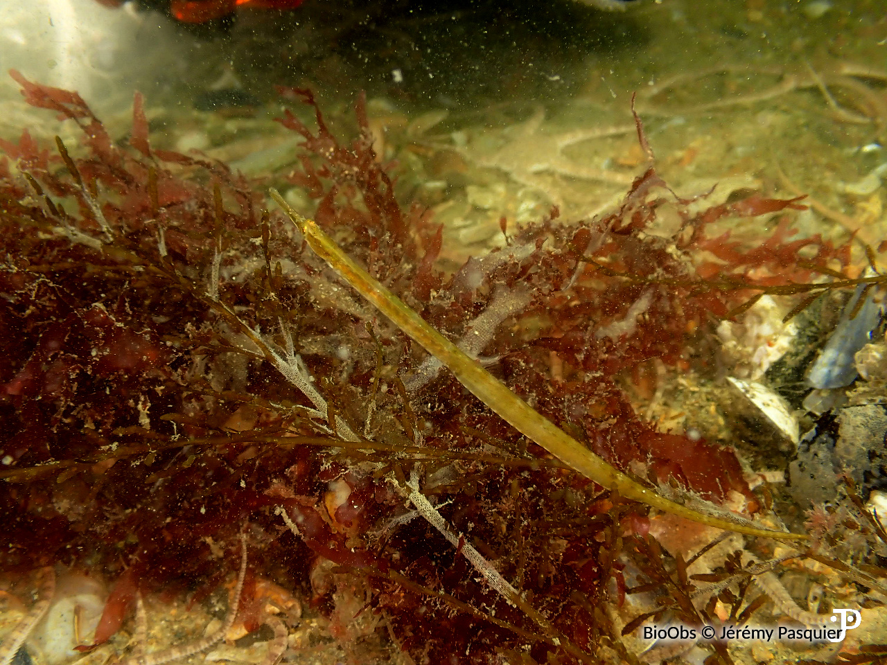 Syngnathe de Duméril - Syngnathus rostellatus - Jérémy Pasquier - BioObs